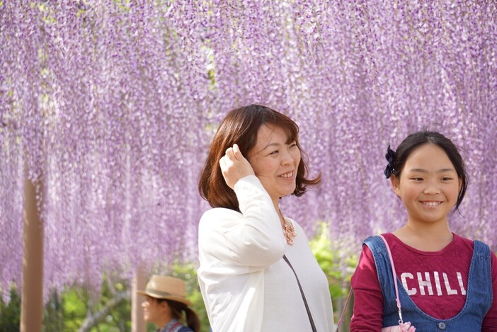 尾張津島藤まつり(2026)