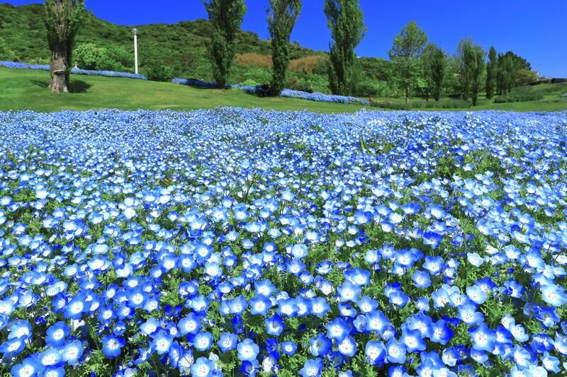 【2026最新】いよいよ見頃!兵庫のネモフィラ絶景名所4選 親子で日帰り!入場無料&イベント情報も!