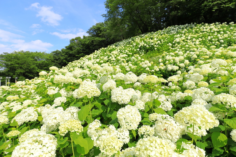 【2026最新】開花スタート!関東あじさいの名所・穴場25選 紫陽花まつり&イベントも紹介