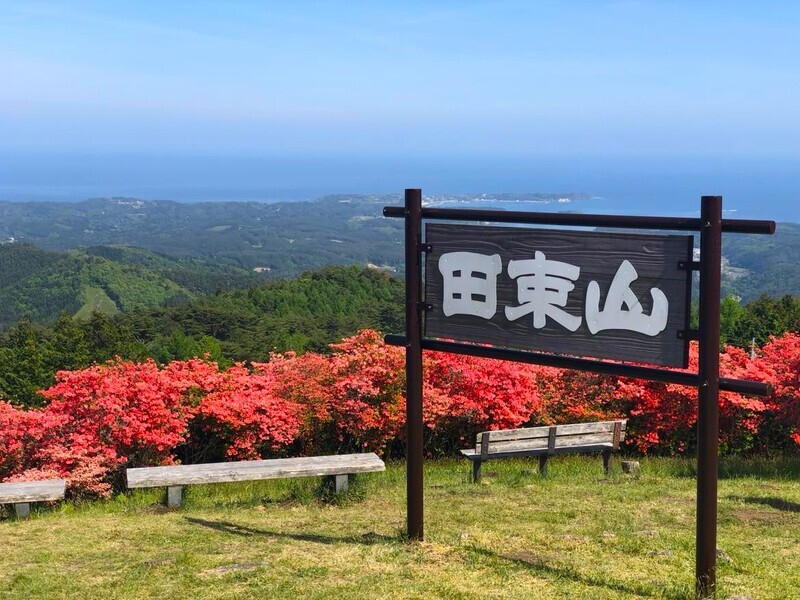 【宮城・南三陸町】田束山ツツジ開花情報(2026年5月18日更新)