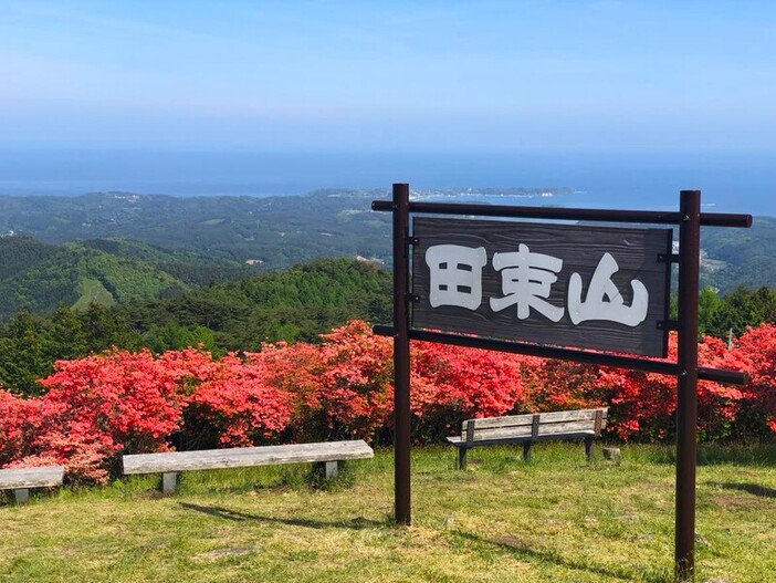 【宮城・南三陸町】田束山ツツジ開花情報(2026年5月18日更新)
