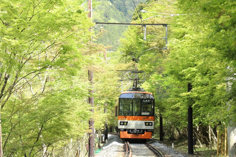 【2026最新】心が洗われる緑の絶景「青もみじ」の名所8選!初夏だけの特別な景色・イベント&観光情報も
