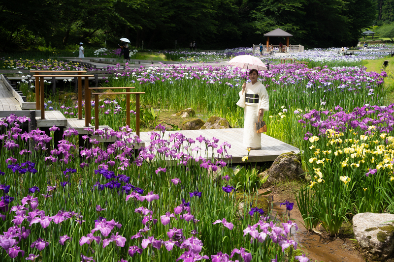 2万株の花菖蒲&幻想的なホタル 三条市の公園で花菖蒲まつり開催