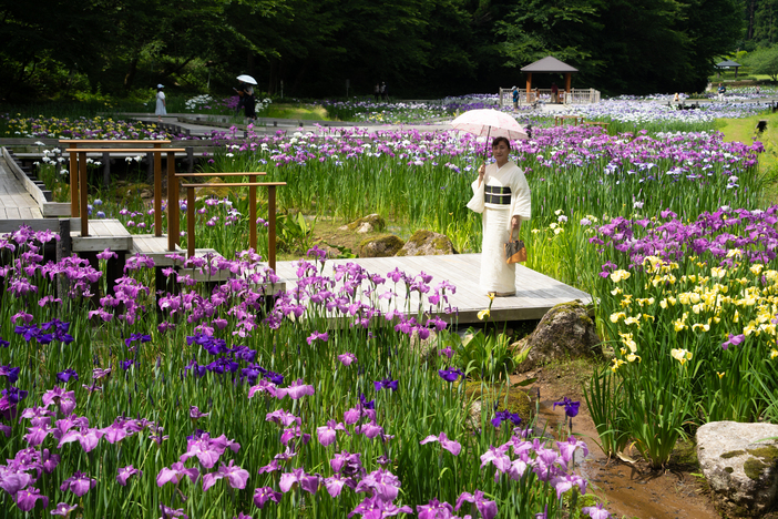 しらさぎ森林公園 花菖蒲まつり(2026年)