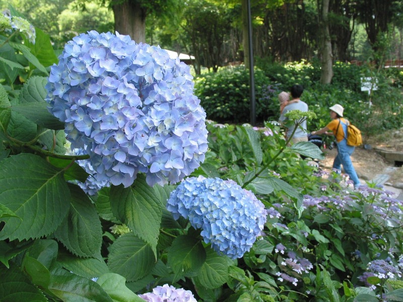 【2026最新】まもなく見頃!大阪のあじさい名所7選 幻の花「七段花」も咲く人気スポット&イベント情報も