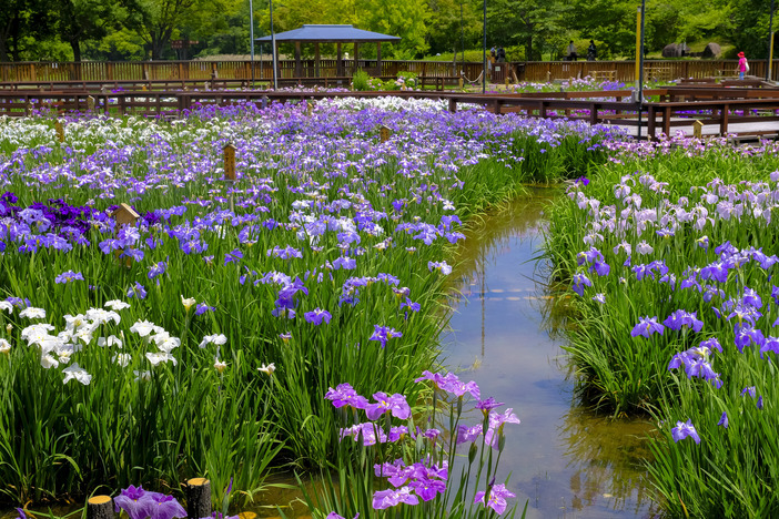 【2026関西】圧巻の100万本も!梅雨の絶景「花菖蒲の名所&穴場」10選 イベントや庭園めぐりを満喫