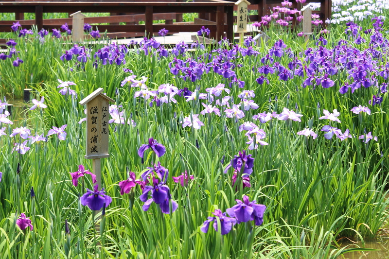 【2026関西】入園無料で楽しめる「花菖蒲の名所&穴場」5選 いよいよ見頃!イベント情報も