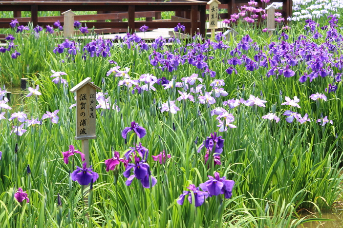 【2026関西】入園無料で楽しめる「花菖蒲の名所&穴場」5選 いよいよ見頃!イベント情報も