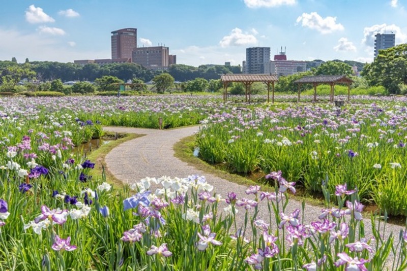 【2026東京】入園無料で満喫!初夏を彩る「花菖蒲」スポット4選 いよいよ見頃&イベントも充実