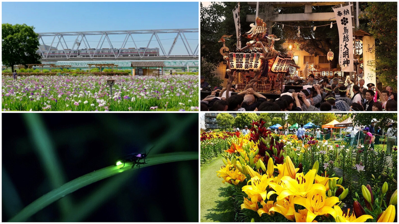 【東京】6月6日・7日の今週末に親子で楽しめる伝統行事&イベント7選!鳥越神社大祭や花菖蒲&紫陽花まつり