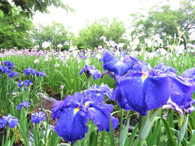【福島・会津美里町】会津の初夏を告げる200種の花菖蒲
