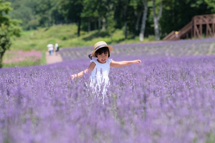 【2026】香りに包まれる至福の体験「関東のラベンダー畑&穴場」6選 いよいよ見頃!摘み取りやイベントも