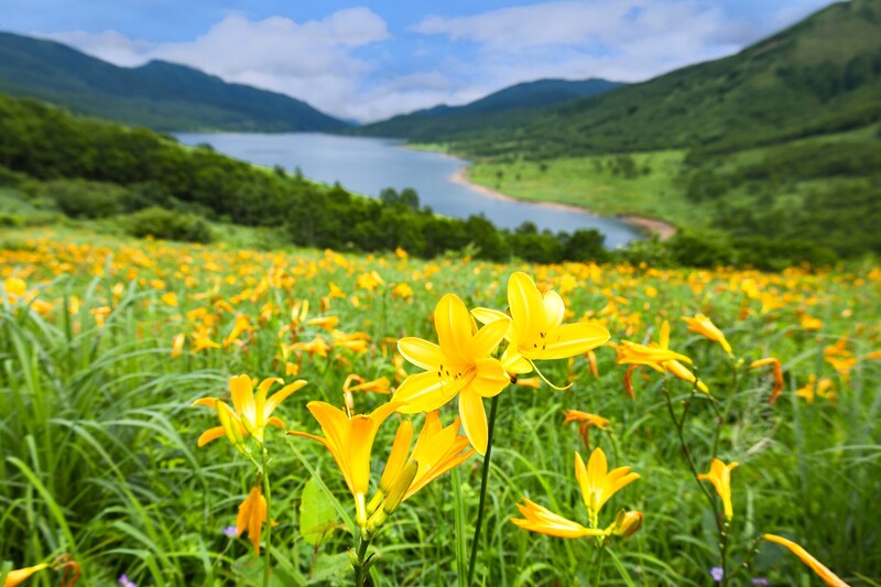【2026関東近郊】まるで天空の花畑!初夏の絶景「ニッコウキスゲ」名所7選 高原ドライブやハイキング満喫