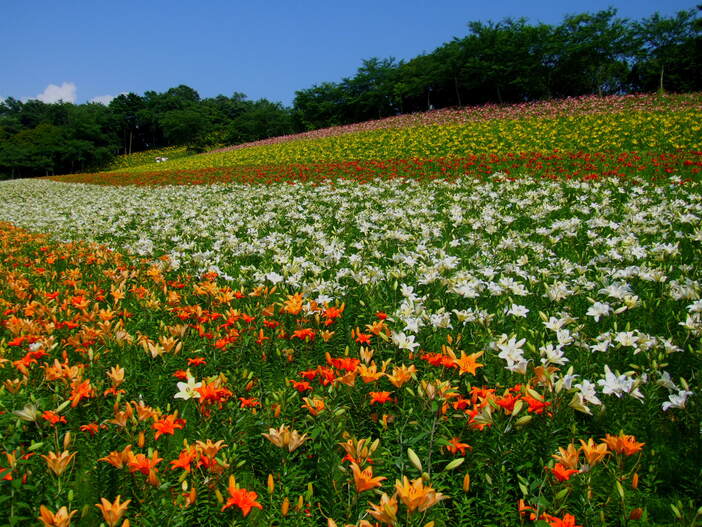 【2026全国】まるで夢の世界!華麗で高貴な花畑「ゆりの名所」15選 約200万本の絶景&見頃も紹介!