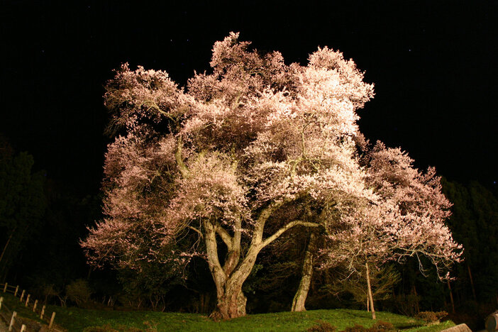 吉良のエドヒガン桜