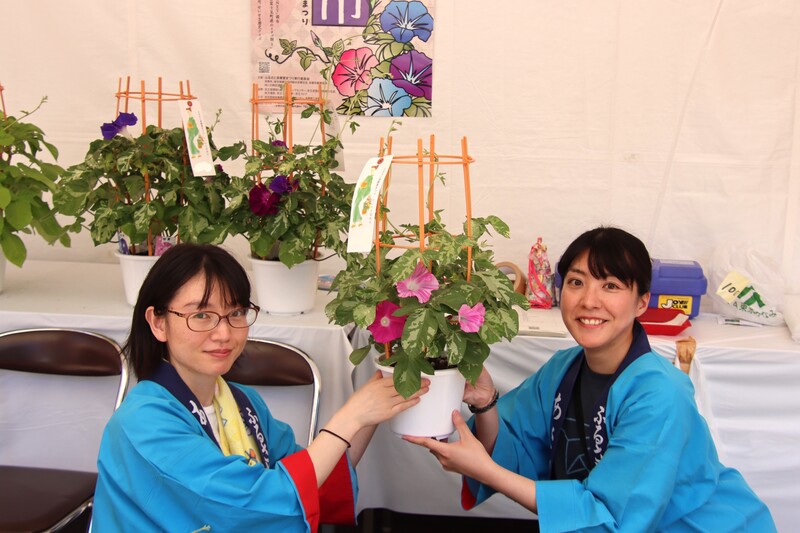 多摩市の初夏の風物詩!聖蹟桜ヶ丘駅前に朝顔800鉢&新鮮野菜がずらりと並ぶ名物イベント
