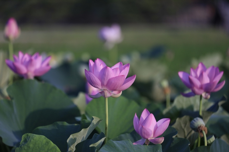 【2026四国&中国】開花スタート!早起きして行きたい「蓮の名所」6選 1000年前の古代ハス&蓮根畑の絶景