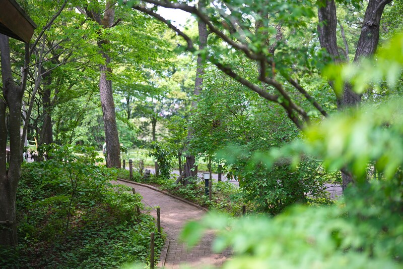 【2026埼玉】深緑が美しい「森林浴スポット」7選 梅雨の晴れ間に親子で日帰り旅