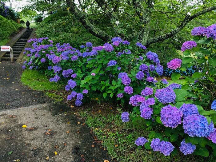 【栃木・茂木町】城山公園アジサイ開花情報(2026/6/19更新)