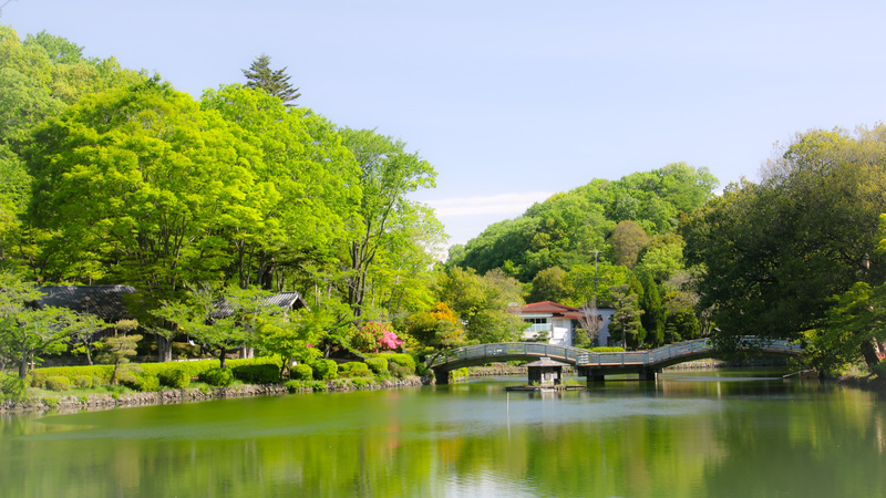 町田薬師池公園四季彩の杜 薬師池の蓮開花情報(2026/7/7更新)