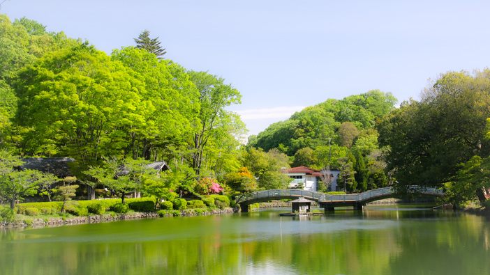町田薬師池公園四季彩の杜 薬師池の蓮開花情報(2026/7/7更新)