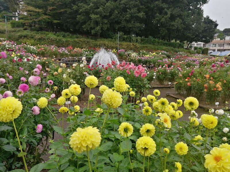 【東京・町田】町田ダリア園のダリア開花情報(2026/7/7更新)