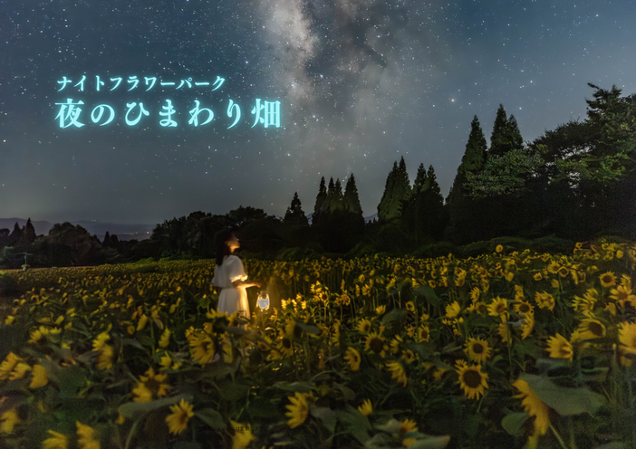 5万株のひまわりが夜に輝く!平地よりマイナス5度涼しい久住高原「くじゅう花公園」で涼しい夜の花畑
