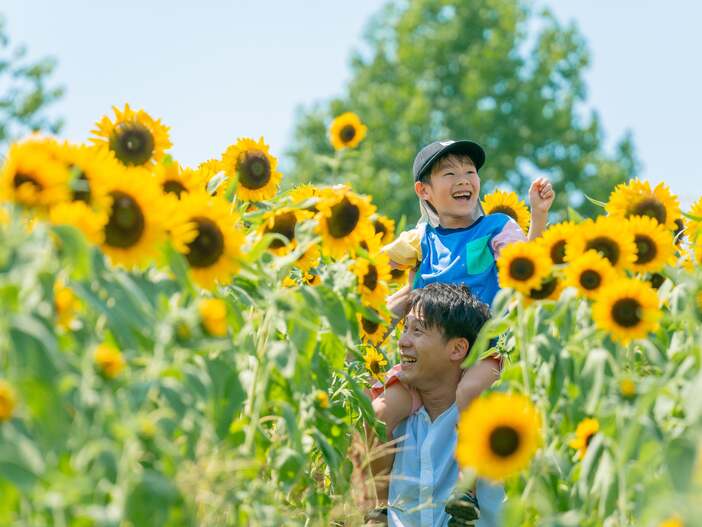 2つの花畑に合計7万本のひまわりが咲く!大阪ハーベストの丘で花摘み体験やフォトコンテストも