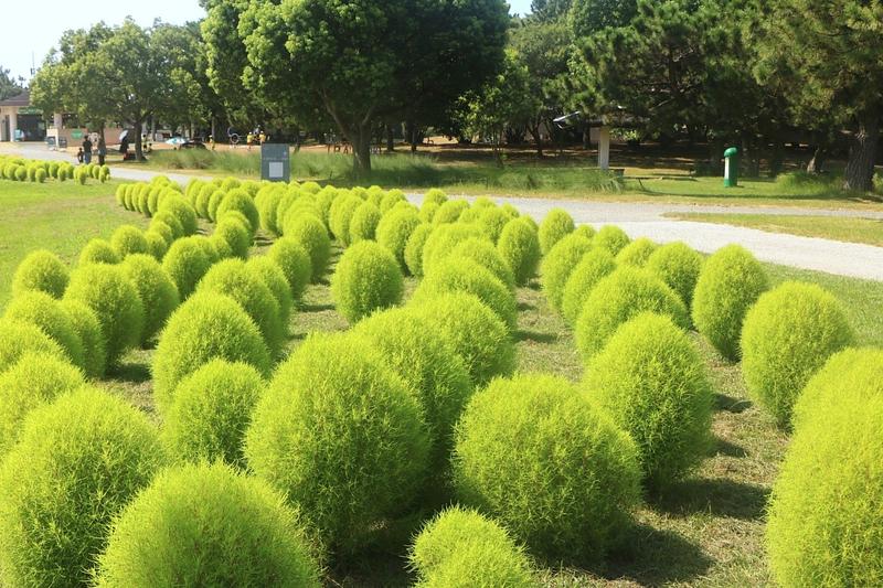 【開花情報】緑のモフモフが1,250株! 海の中道海浜公園のグリーンコキアが見頃