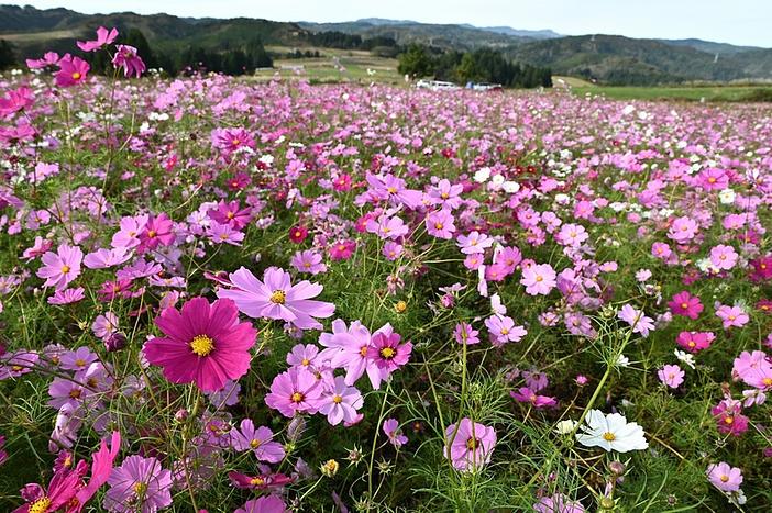 新潟県魚沼市 上原コスモス園2026年開花情報(2026/9/17更新)