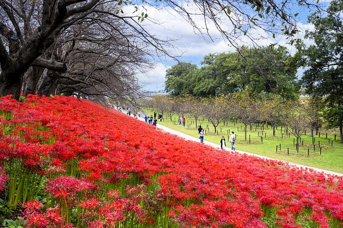 【2026関東】入園&観賞無料で楽しめる「彼岸花名所」18選 気軽に行けるスポット厳選&おまつり紹介も