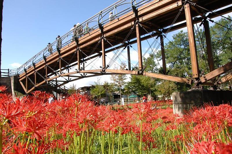 500万本の曼珠沙華が真紅に染める!埼玉・巾着田の秋の絶景まつり