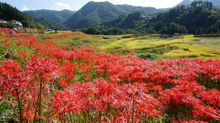埼玉県横瀬町 寺坂棚田彼岸花2026開花情報(2026/9/15更新)