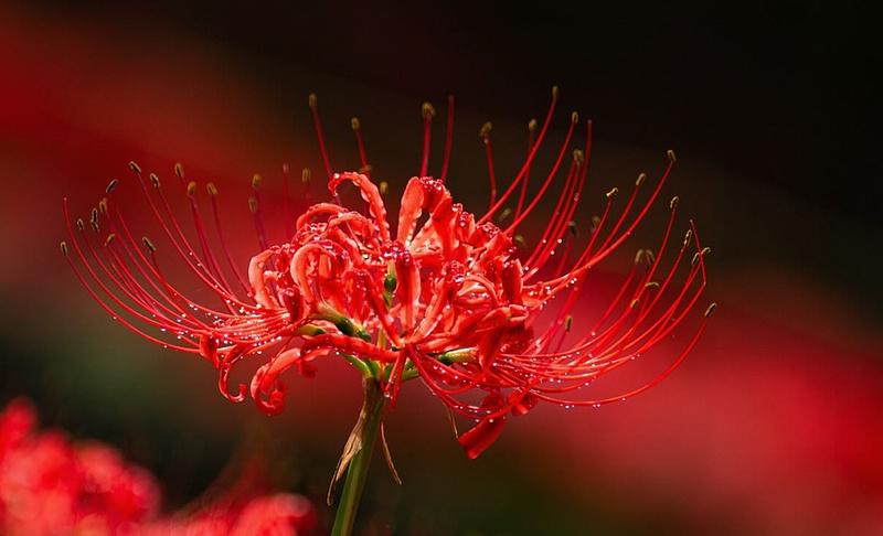 斜面を真っ赤に染める55万本の彼岸花<br/>栃木県・茂木町「彼岸花ウィーク」