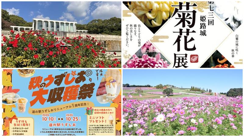 【兵庫】2026年10月24日・25日の週末イベント9選!夜のダリア園や姫路城菊花展、秋バラ・コスモスも