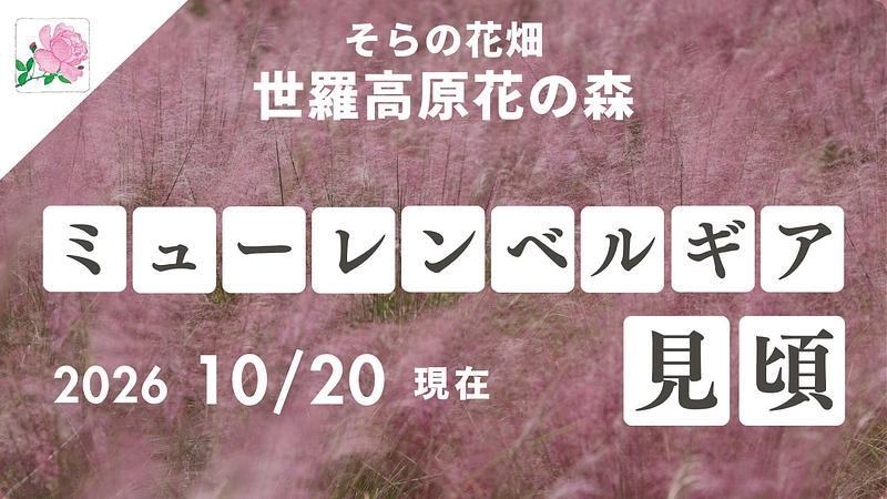 ミューレンベルギア見頃、花笑みの丘フォトコン開催中|世羅高原花の森