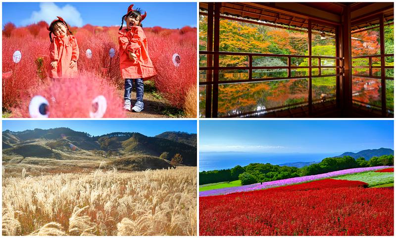 【2026関西】親子で感動!秋の絶景スポット12選 コスモス・紅葉・雲海・ススキの名所&イベントも紹介