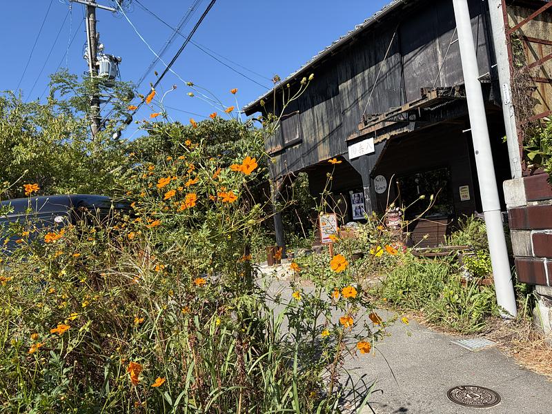 【愛知県常滑市】陶平八前のコスモスの見どころ