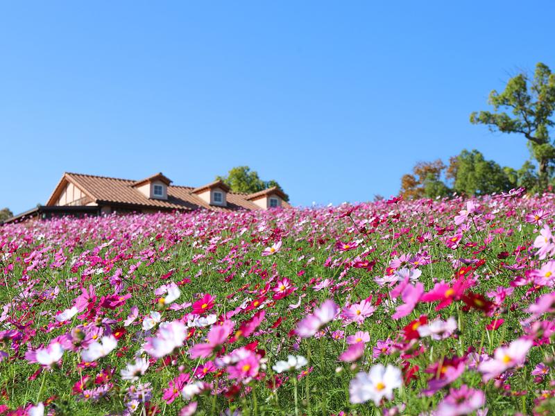 50万本のコスモスが秋空に映える絶景!花摘み体験も開催、堺ハーベストの丘