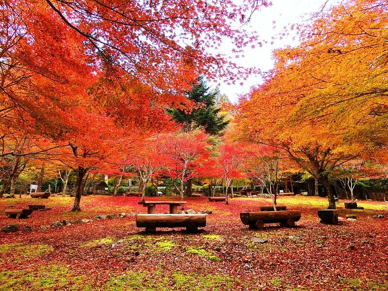 【2026】東海の自治体・観光協会担当者の「推し紅葉スポット」36選 見頃・イベント・周辺スポット情報も