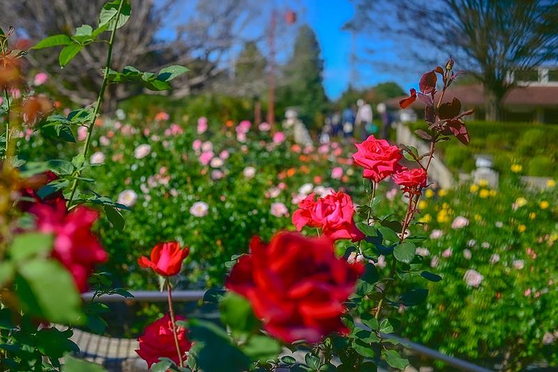 80品種700株の秋バラが咲き誇る!<br/>甘い香り漂う埼玉の智光山公園 都市緑化植物園