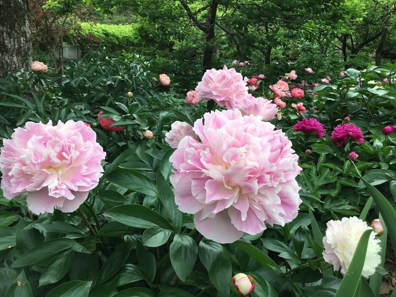 奈良・石光寺でシャクヤクが見頃<br/>色とりどりの150種1000株が開花!