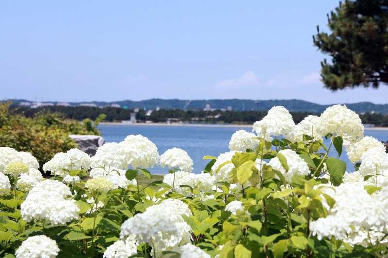 あじさい2万株の絶景広がる<br/>八景島で初夏の思い出づくり