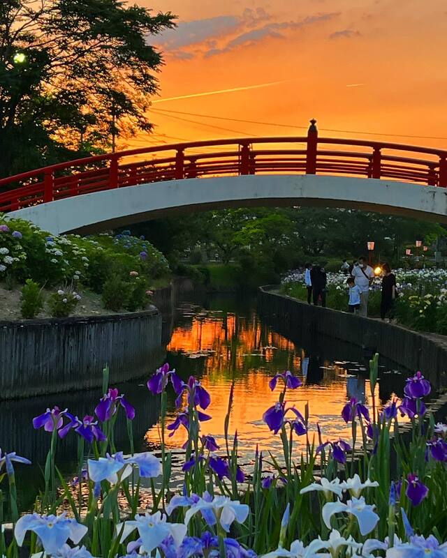 愛知県最大規模の花しょうぶまつり<br/>豊橋市で約300種・37,000株が見頃