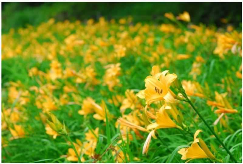 六甲高山植物園にニッコウキスゲ<br/>関西では珍しい貴重な夏の花畑!