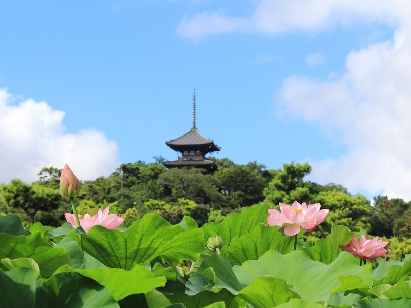 夏休みの三溪園で「早朝観蓮会」<br/>早起きして蓮を見に出かけよう!
