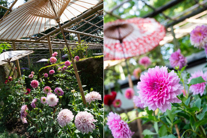 秋の上野でダリアを観賞しよう<br/>上野東照宮で江戸風情を満喫