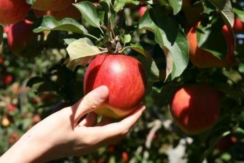 ~りんごの収穫から枝を使ったマイ箸づくりまで〜飯綱町で楽しもう!