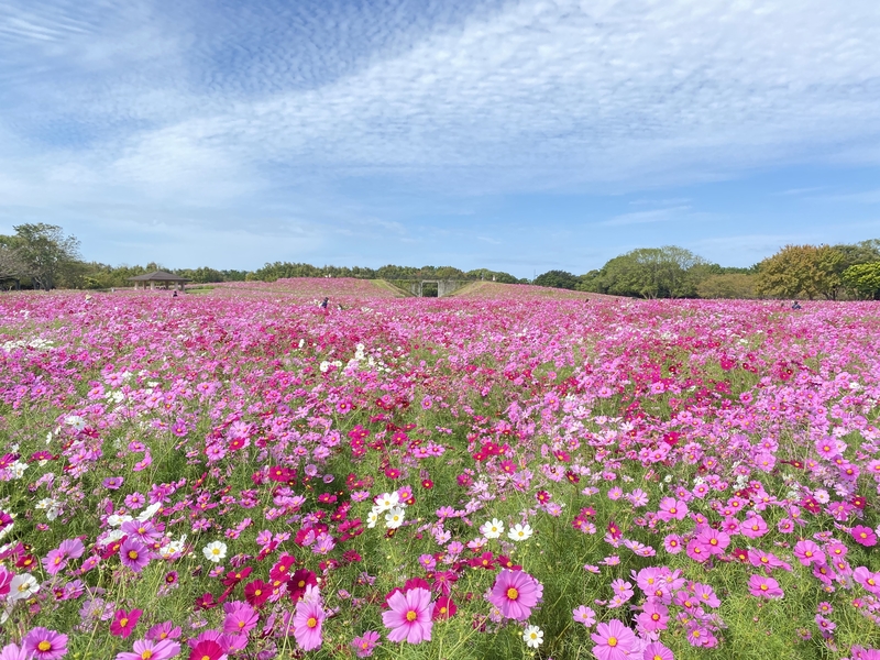 福岡市東区で花まつり2025開催!<br/>100万本のコスモスが秋空に映える