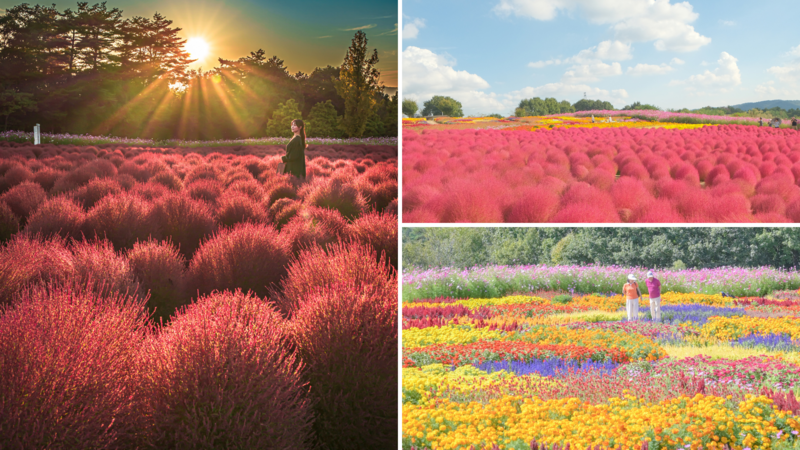 広島世羅町花夢の里に広がる<br/>秋色コキアとコスモスの絶景